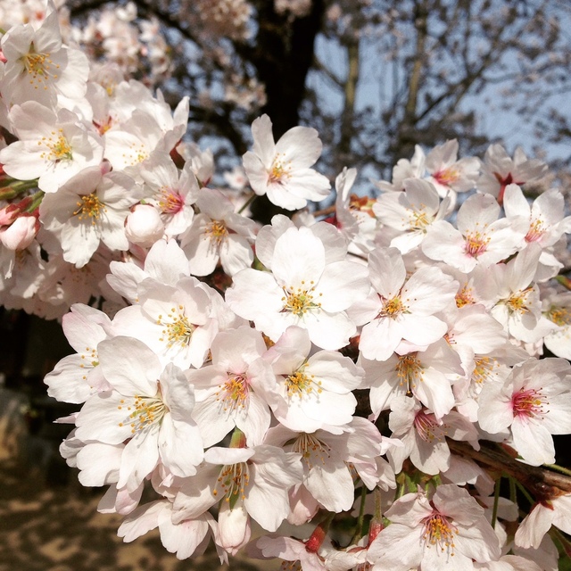 桜　お花見　